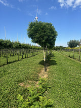 Robinia pseudoacacia 'Umbraculifera'; winterhart; erhältlich mit Stammumfang von 12-14 bis 20-25 cm;;günstig mit Qualität