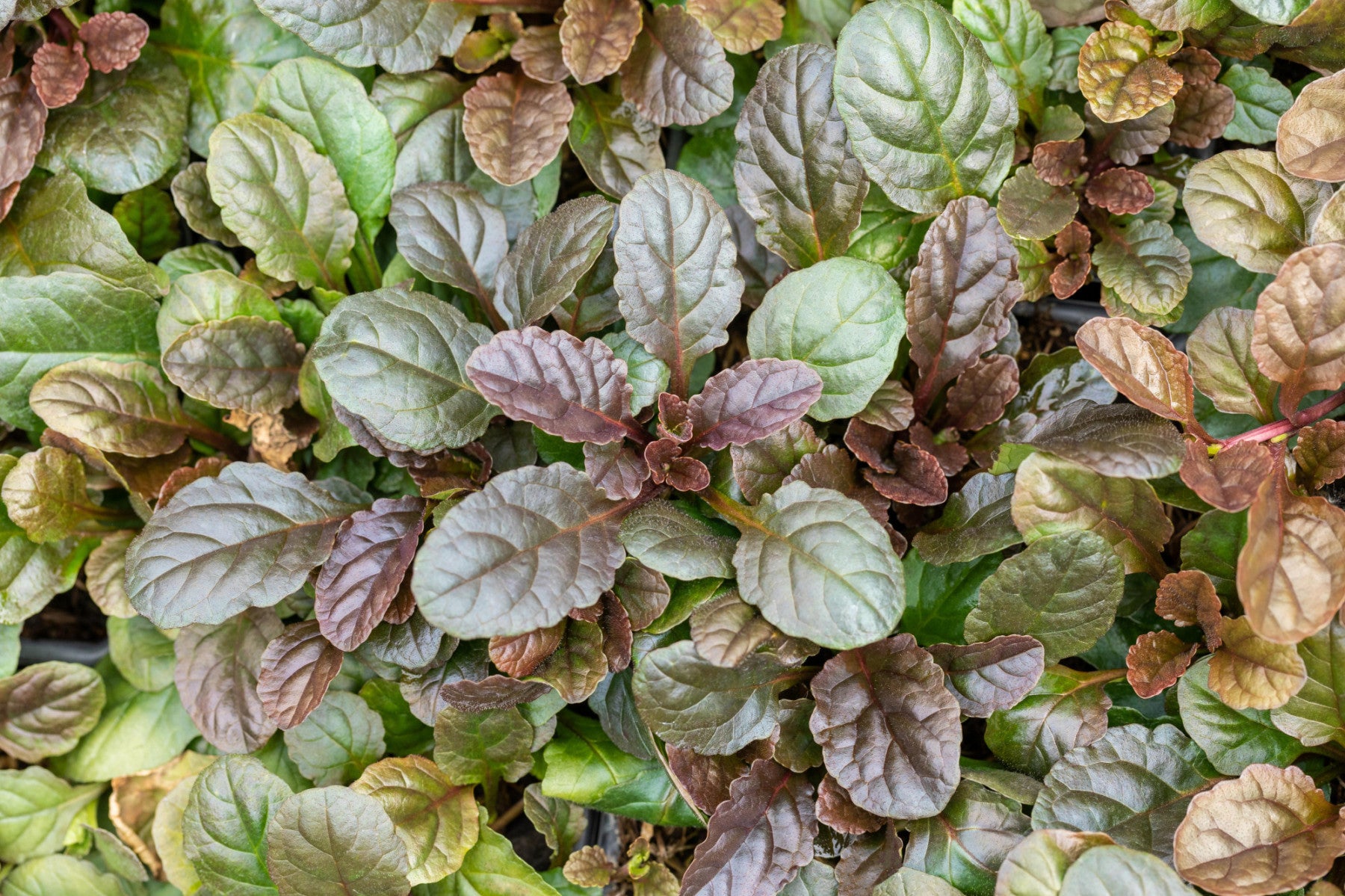 Ajuga reptans 'Atropurpurea' (Rotblättriger Garten-Günsel)