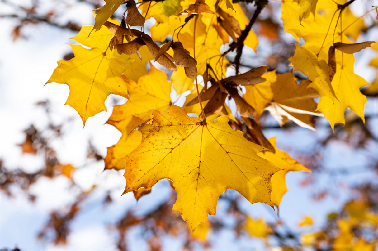Spitz-Ahorn; hier mit Herbstlaub; winterhart; Einsatzmöglichkeit z.B. : Parkbaum; erhältlich mit Stammumfang von ab 5 bis 20-25 cm;;günstig mit Qualität