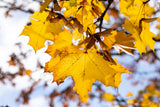 Spitz-Ahorn; hier mit Herbstlaub; winterhart; Einsatzmöglichkeit z.B. : Parkbaum; erhältlich mit Stammumfang von ab 5 bis 20-25 cm;;günstig mit Qualität