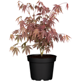 rotahorn; vorbereitet für Versand; winterhart; Einsatzmöglichkeit z.B. : bonsai;;Pflanzen vom Profi