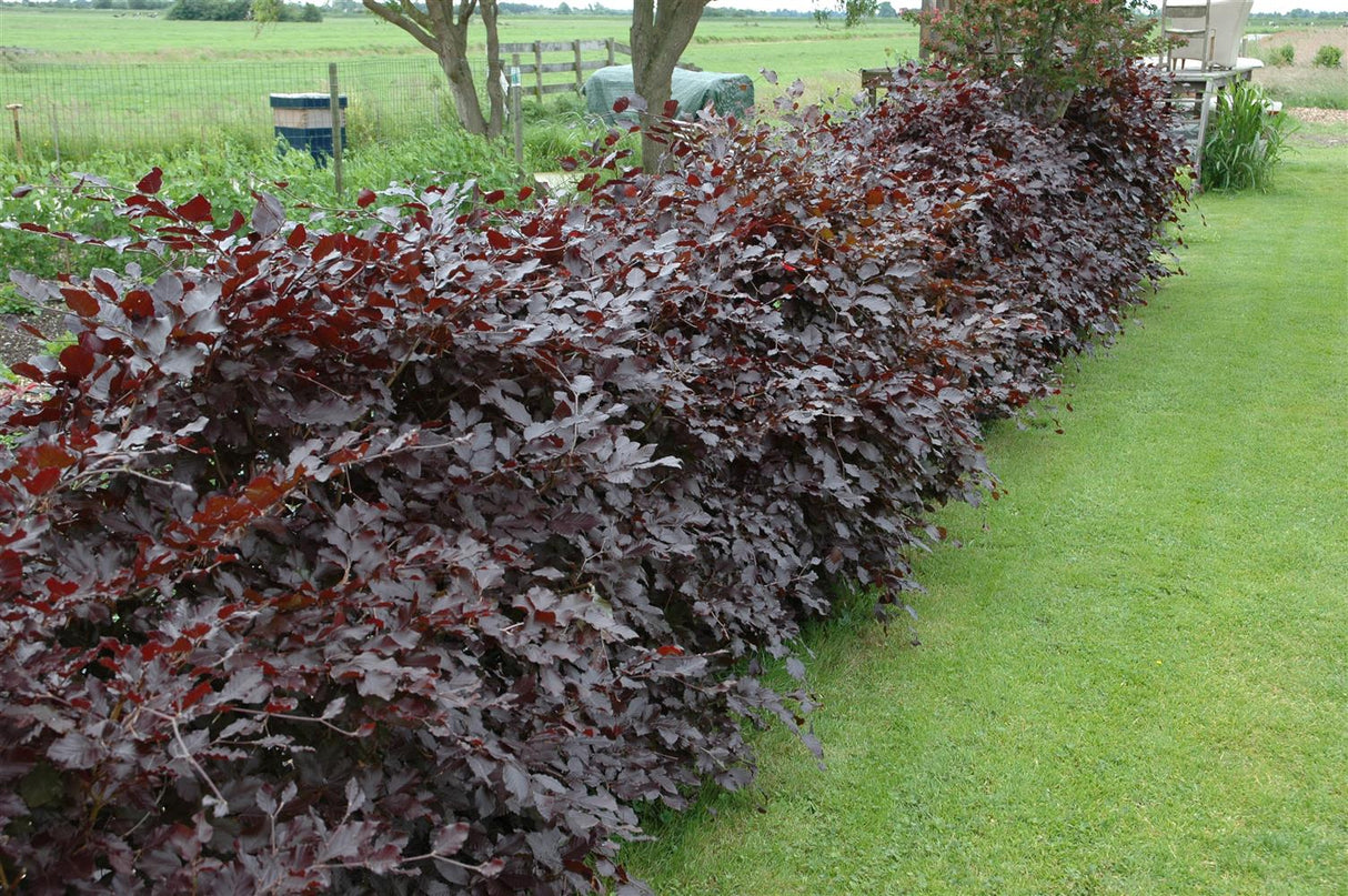 Fagus sylvatica purpurea; gute Sichtschutzwirkung;;ab 8,55 Euro