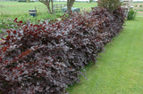 Fagus sylvatica purpurea; gute Sichtschutzwirkung;;ab 8,55 Euro
