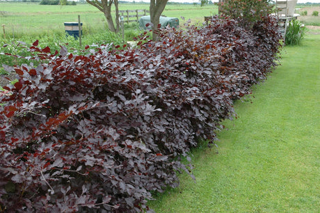 Fagus sylvatica purpurea; gute Sichtschutzwirkung;;ab 8,55 Euro