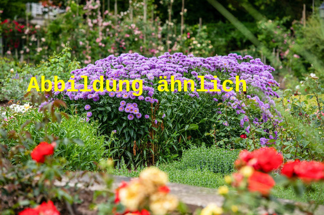 Genaues Foto für Aster novi-belgii 'Blaukuppel' folgt; dieses ähnliche Bild dient der Illustration von Garten-Glattblatt-Aster