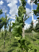 Bergulme 'Columella'; hier mit Sommerbelaubung; pflegeleicht; Einsatzmöglichkeit z.B. : Solitärbaum; erhältlich mit Stammumfang von 12-14 bis 20-25 cm;;günstig mit Qualität