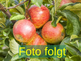 Je nach Variante (siehe Beschreibung) werden entsprechende Pflanzen geliefert, jahreszeitbedingt sehen Pflanzen unterschiedlich aus.