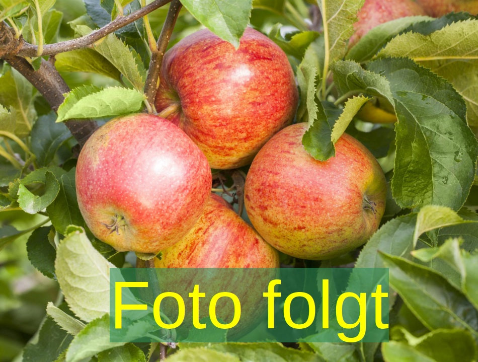 Malus 'Karneval' (Apfel 'Karneval' -S-)