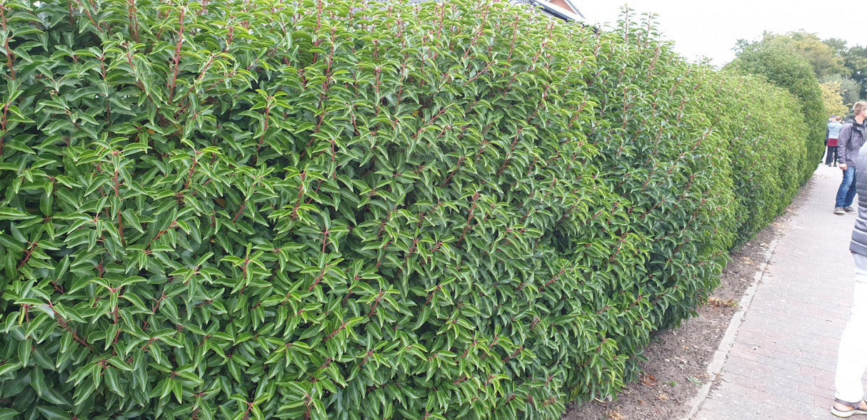 Portug. Lorbeerkirsche 'Angustifolia'; nahrungsquelle für Vögel; erhältlich von 60-80 bis 200-250 cm;;hier kaufen