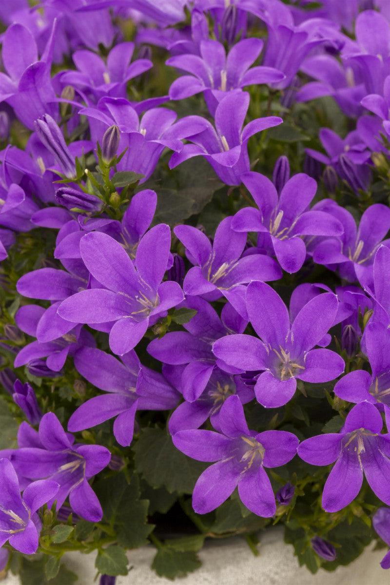 Campanula poscharskyana 'Blauranke' (Garten-Hängepolster-Glockenblume)