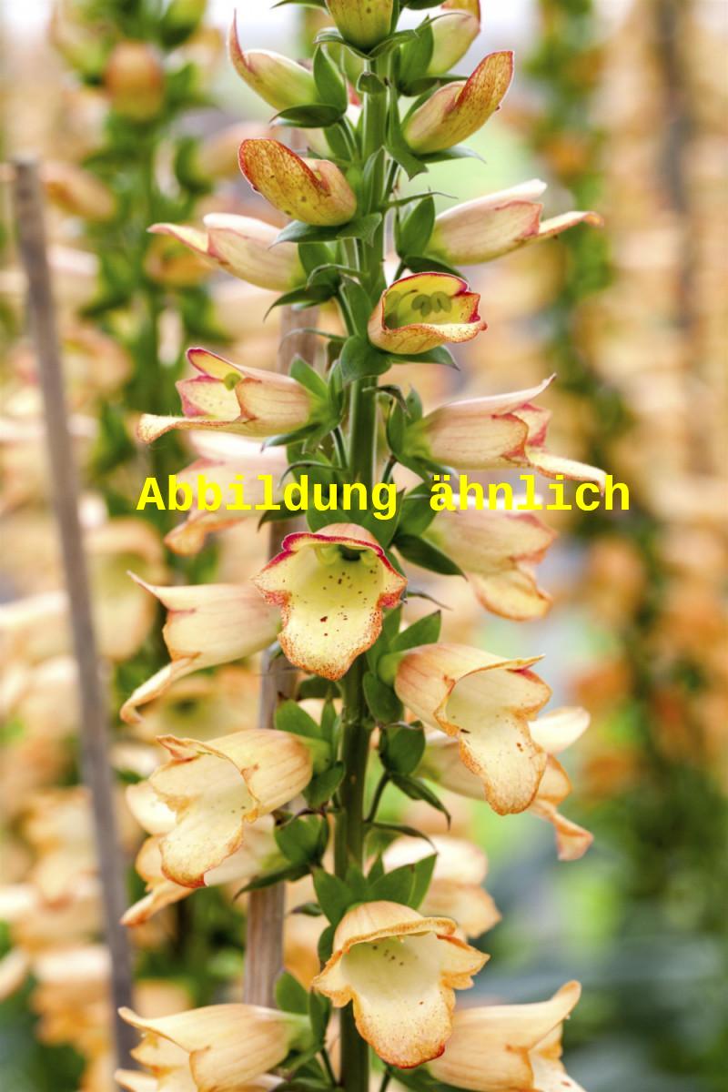 Digitalis ferruginea (Rostfarbiger Fingerhut)