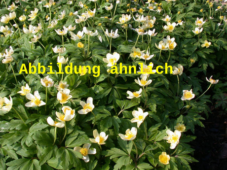 Genaues Foto für Anemone nemorosa 'Alba Plena' folgt; dieses ähnliche Bild dient der Illustration von Garten-Busch-Windröschen
