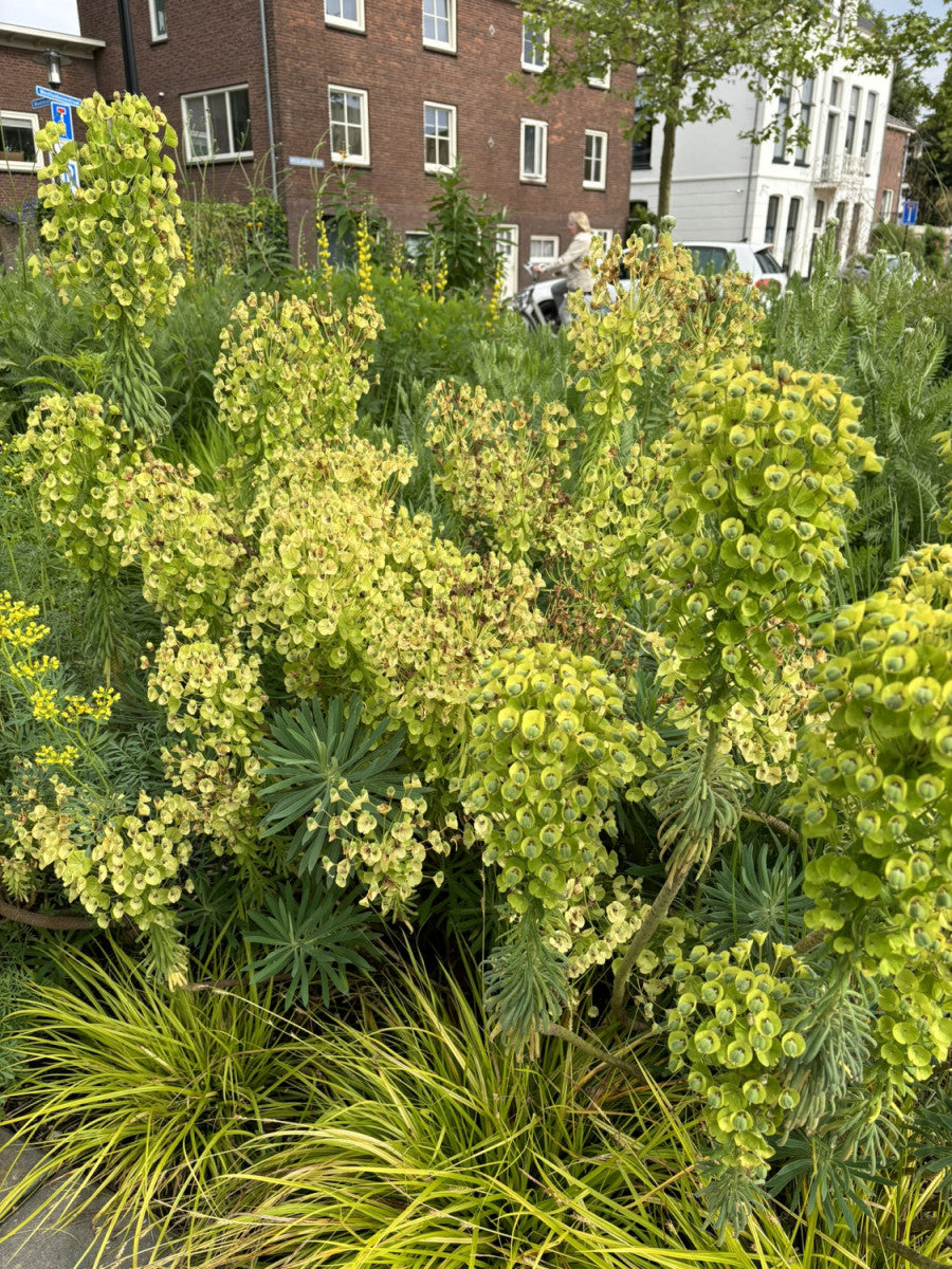 Euphorbia amygdaloides ssp. robbiae (Mandelblättrige Wolfsmilch)