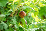 Je nach Variante (siehe Beschreibung) werden entsprechende Pflanzen geliefert, jahreszeitbedingt sehen Pflanzen unterschiedlich aus.
