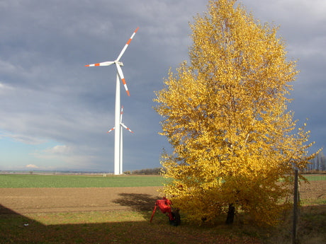 Weiß-Birke; hier mit Herbstlaub; blattwerk im Herbst gelb; Einsatzmöglichkeit z.B. : Hecke;;mit zeitnaher Lieferung