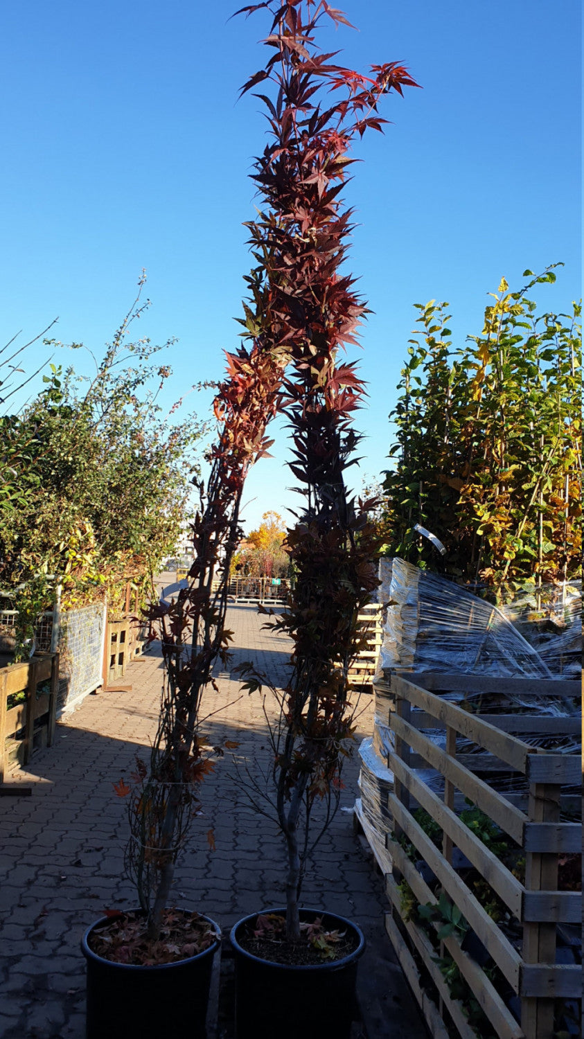 acer palmatum 'atropurpureum'; vorbereitet für Versand; attraktive Herbstfärbung; Einsatzmöglichkeit z.B. : ziergehölz;;günstig mit Qualität