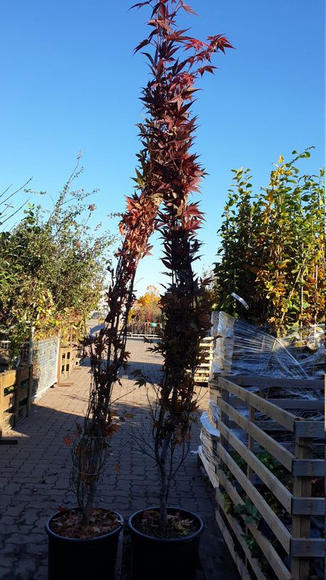 acer palmatum 'atropurpureum'; vorbereitet für Versand; attraktive Herbstfärbung; Einsatzmöglichkeit z.B. : ziergehölz;;günstig mit Qualität
