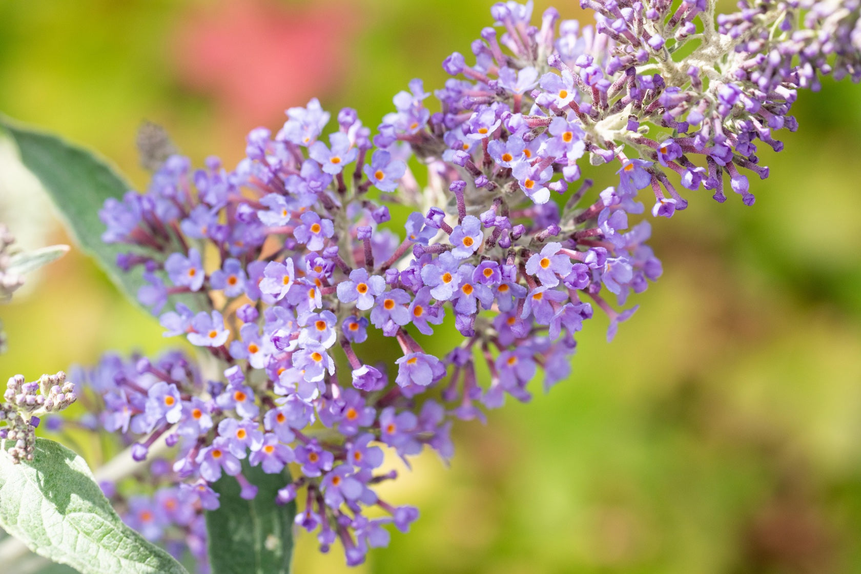 Buddleja 'Lochinch' (Sommerflieder 'Lochinch')
