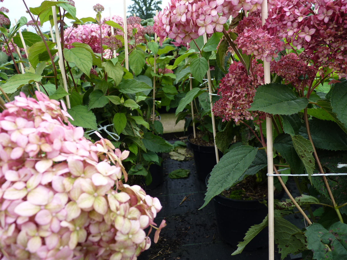 Ballhortensie 'Pink Annabelle'; als Pflanze im Beet; pflegeleicht; Einsatzmöglichkeit z.B. : Beet- und Rabattenbepflanzung; erhältlich von 40-60 bis 60-80 cm;;hier kaufen