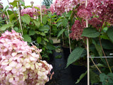 Ballhortensie 'Pink Annabelle'; als Pflanze im Beet; pflegeleicht; Einsatzmöglichkeit z.B. : Beet- und Rabattenbepflanzung; erhältlich von 40-60 bis 60-80 cm;;hier kaufen