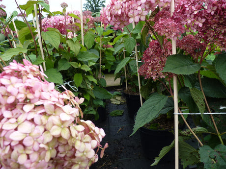 Ballhortensie 'Pink Annabelle'; als Pflanze im Beet; pflegeleicht; Einsatzmöglichkeit z.B. : Beet- und Rabattenbepflanzung; erhältlich von 40-60 bis 60-80 cm;;hier kaufen