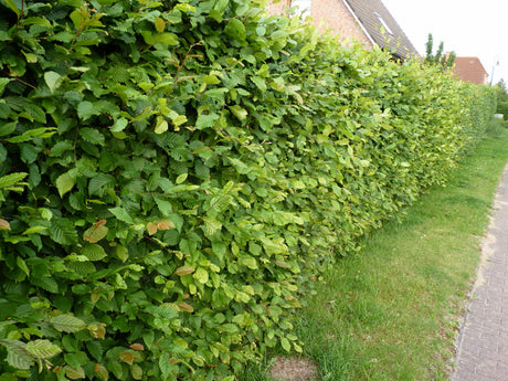 Carpinus betulus; als Hecke; nahrungsquelle für Insekten;;mit zeitnaher Lieferung