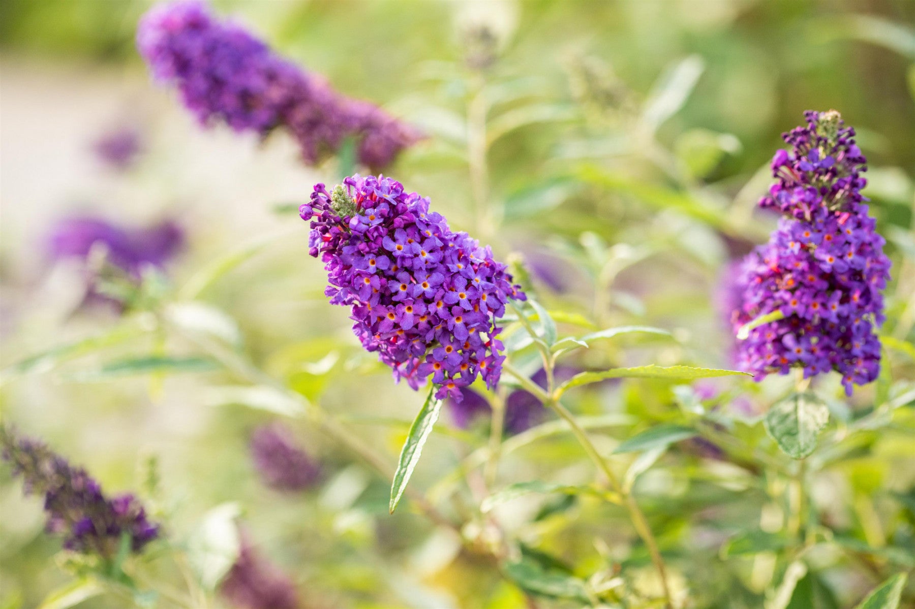 Buddleja 'Buzz Sky Blue' (Sommerflieder 'Buzz Sky Blue' -R-)
