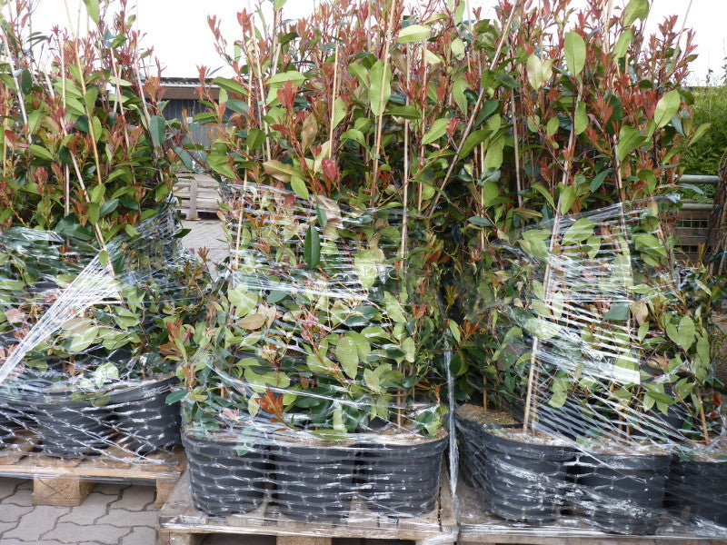 Photinia fraseri 'Red Robin'; vorbereitet für Versand; vogelfreundlich; Einsatzmöglichkeit z.B. : Gartenhecke;;ab 28,40 Euro