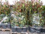 Photinia fraseri 'Red Robin'; vorbereitet für Versand; vogelfreundlich; Einsatzmöglichkeit z.B. : Gartenhecke;;ab 28,40 Euro