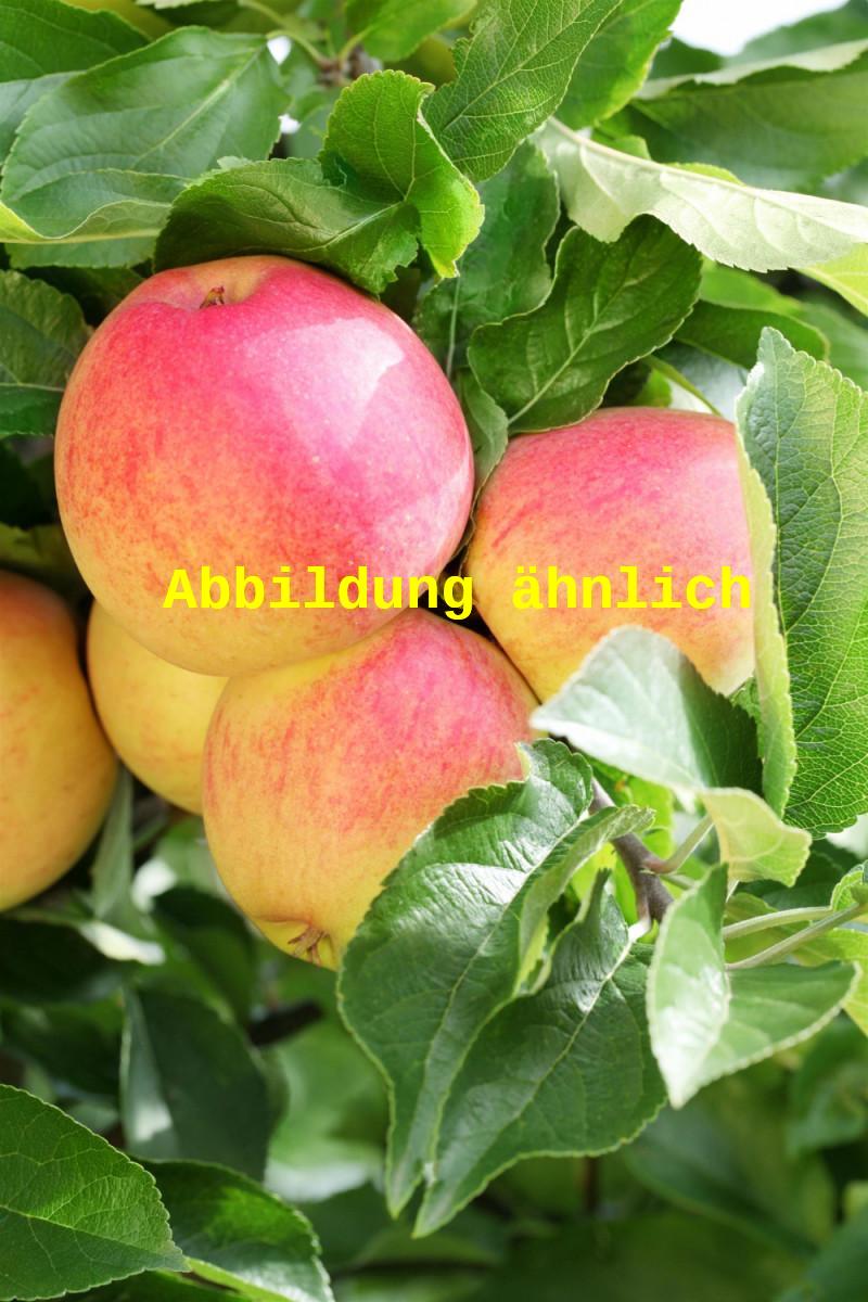 Malus 'Dülmener Herbstrosenapfel' (Apfel 'Dülmener Herbstrosenapfel' mittel)