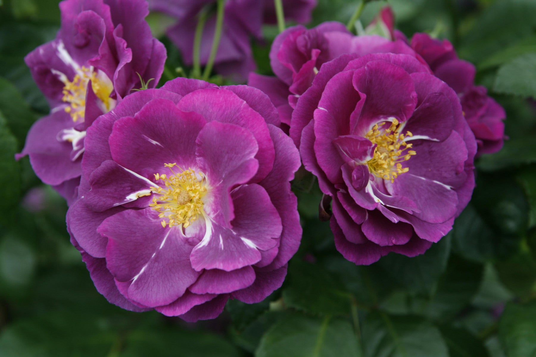 Rosa 'Rhapsody in Blue' BT (Beetrose 'Rhapsody in Blue' -R-)