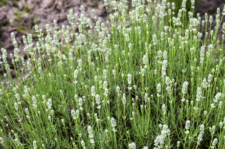 Weißblühender Garten-Lavendel; als Pflanze im Beet; duftend; Einsatzmöglichkeit z.B. : Steingärten;;hier kaufen