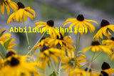 Genaues Foto für Echinacea paradoxa folgt; dieses ähnliche Bild dient der Illustration von Seltsamer Scheinsonnenhut