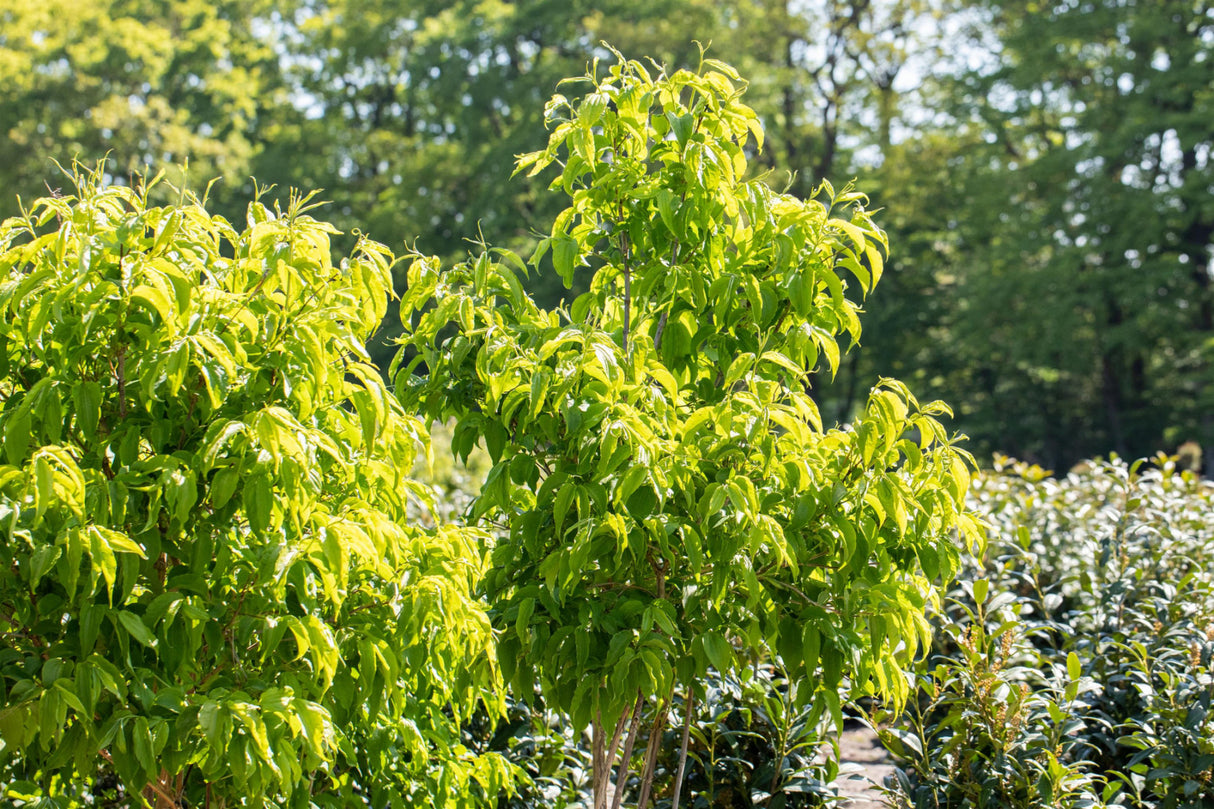 Heptacodium; herbstfärbung; erhältlich von 100-125 bis 175-200 cm;;hier kaufen