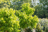 Heptacodium; herbstfärbung; erhältlich von 100-125 bis 175-200 cm;;hier kaufen
