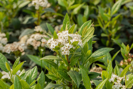 Viburnum 'Pragense'; hier mit Blüte; schnittverträglich; Einsatzmöglichkeit z.B. : Vogelnährgehölz;;mit zeitnaher Lieferung