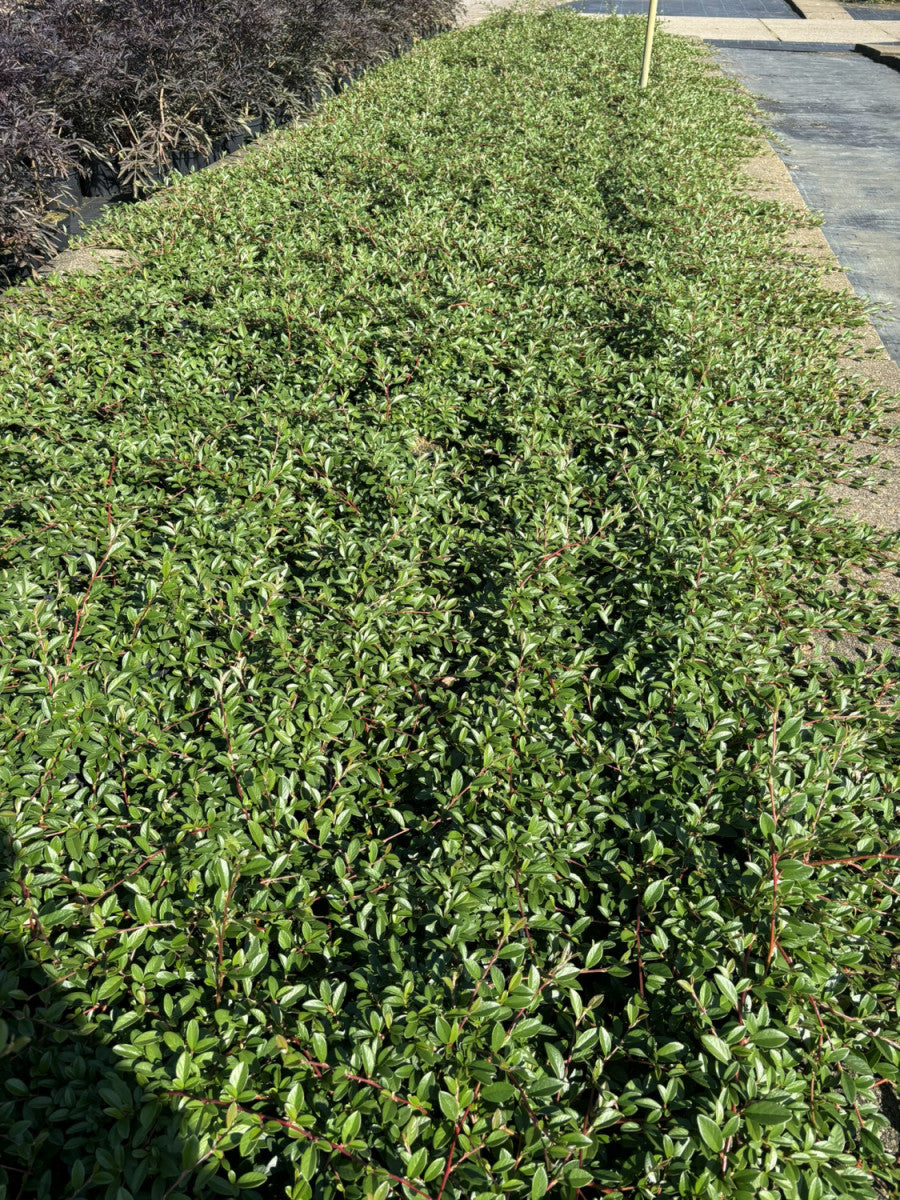 Kriechmispel 'Radicans'; winterhart; erhältlich von 20-30 bis 30-40 cm;;hier kaufen