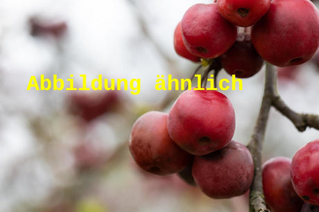 Genaues Foto für Malus 'Freija' folgt; dieses ähnliche Bild dient der Illustration von Zierapfel 'Freija'