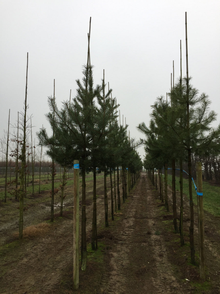Pinus sylvestris HkG 85109 (Kiefer)