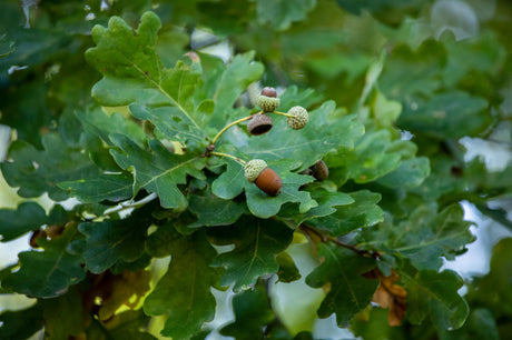 Quercus robur HkG 81705; hier mit Sommerbelaubung; natürlich; Einsatzmöglichkeit z.B. : freie Landschaft;;ab 1,54 Euro