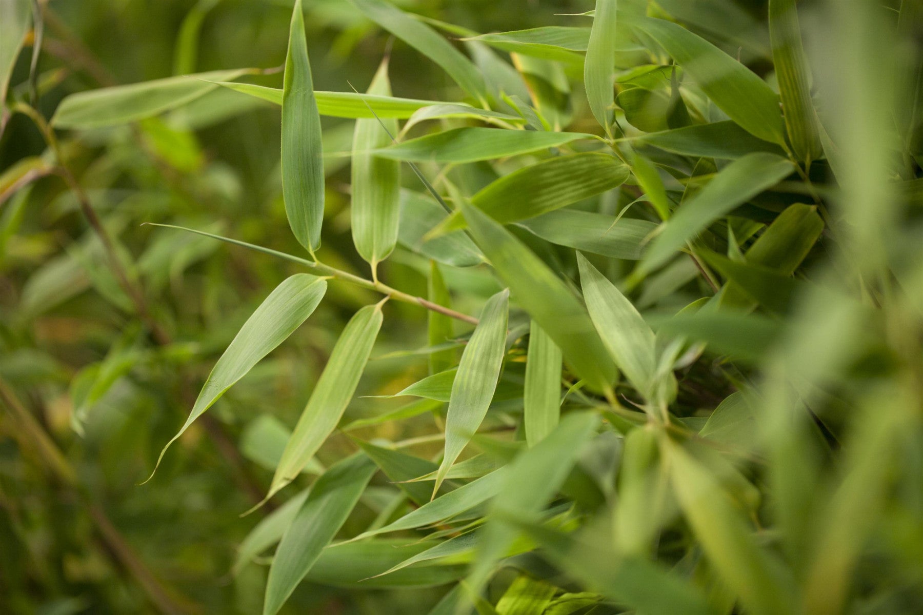 Fargesia murieliae 'Simba' (Gartenbambus 'Simba')