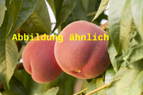 Genaues Foto für Prunus persica 'Amsden' folgt; dieses ähnliche Bild dient der Illustration von Pfirsich 'Amsden'