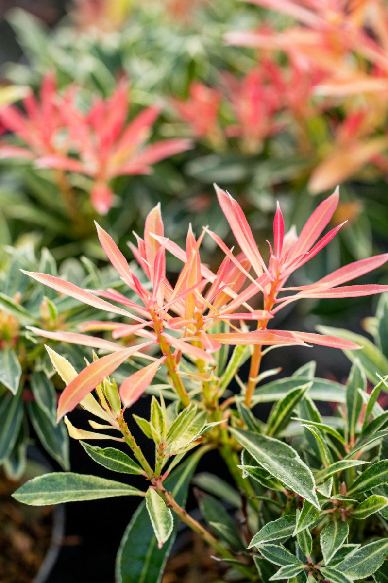 Pieris japonica 'Flaming Silver' (Schattenglöckchen 'Flaming Silver')
