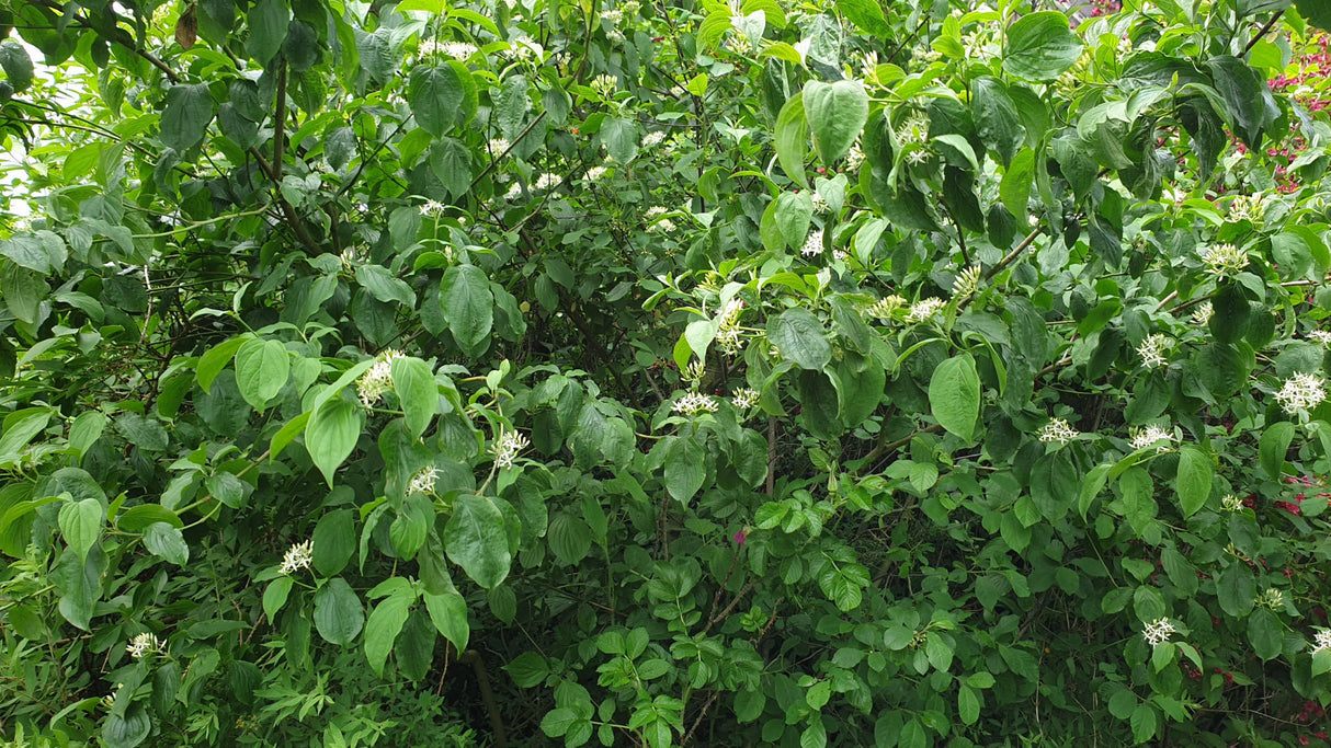 Cornus sanguinea; hier mit Sommerbelaubung; vielseitig einsetzbar; Einsatzmöglichkeit z.B. : Vogelnährgehölz;;Pflanzen vom Profi