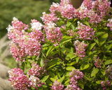 Rispenhortensie 'Pinky Winky'; pflegeleicht; erhältlich von 40-60 bis 60-80 cm;;hier kaufen