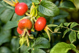 Weiße Apfelrose; mit Früchten/Fruchtbehang; pflegeleicht; Einsatzmöglichkeit z.B. : Solitärpflanze; erhältlich von 40-70 bis 70-90 cm;;hier kaufen