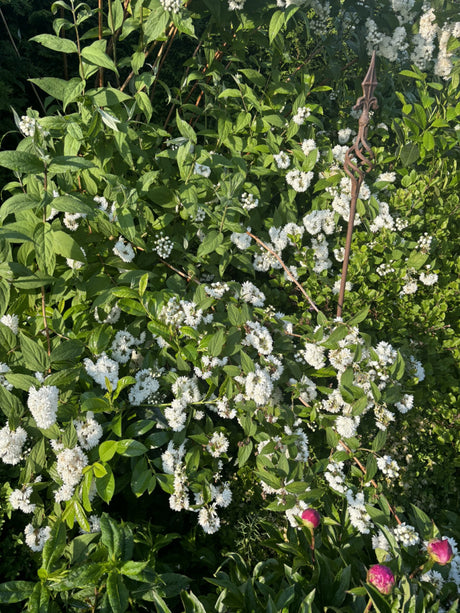 Sambucus nigra VkG 6; hier mit Blüte; essbare Früchte; Einsatzmöglichkeit z.B. : Vogelnährgehölz;;ab 3,85 Euro