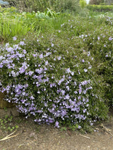 Garten-Teppich-Flammenblume; als Pflanze im Beet; bodendeckend; Einsatzmöglichkeit z.B. : Steingarten;;hier kaufen