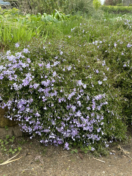 Garten-Teppich-Flammenblume; als Pflanze im Beet; bodendeckend; Einsatzmöglichkeit z.B. : Steingarten;;hier kaufen