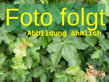 Genaues Foto für Acer campestre 'Huibers Elegant' folgt; dieses ähnliche Bild dient der Illustration von Feldahorn